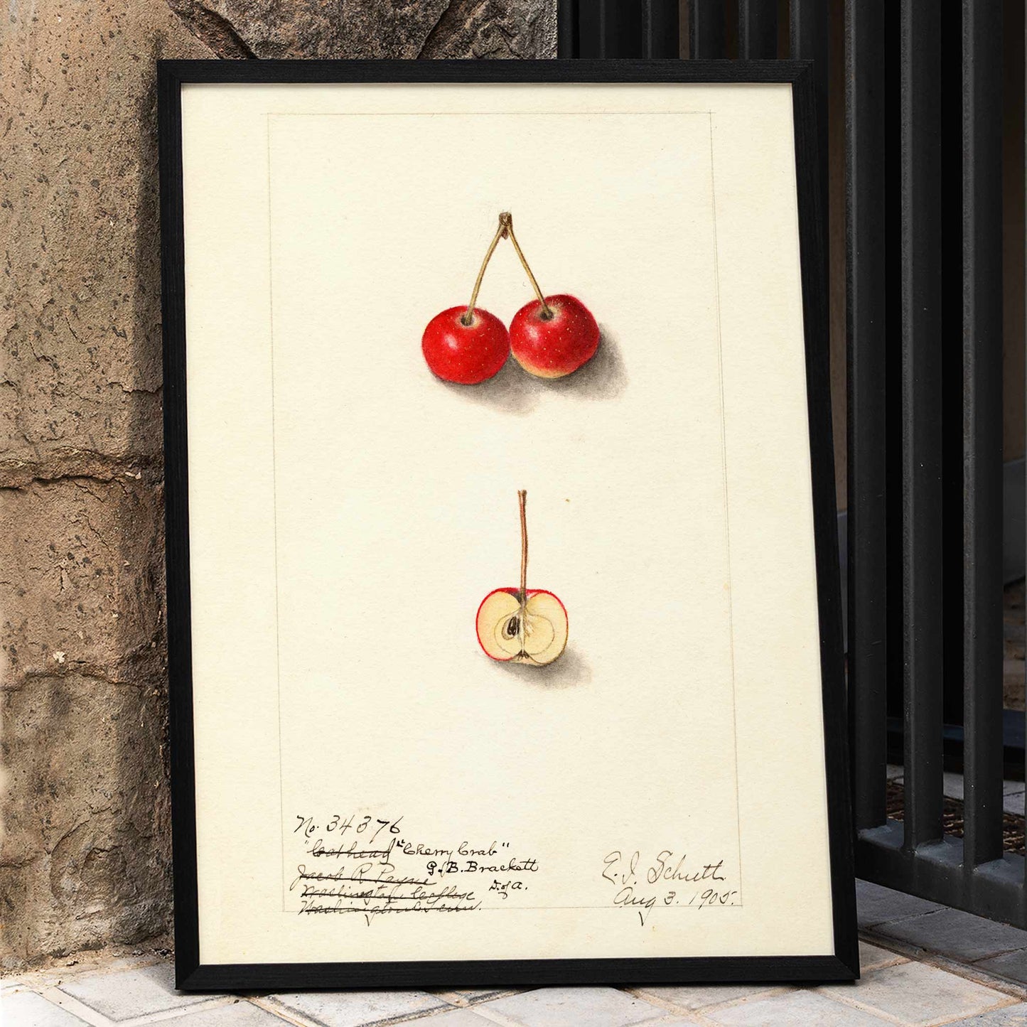 Watercolor illustration by Ellen Isham Schutt of Malus Cherry Crab showing two whole cherries and one halved cherry poster, framed and displayed in home decor