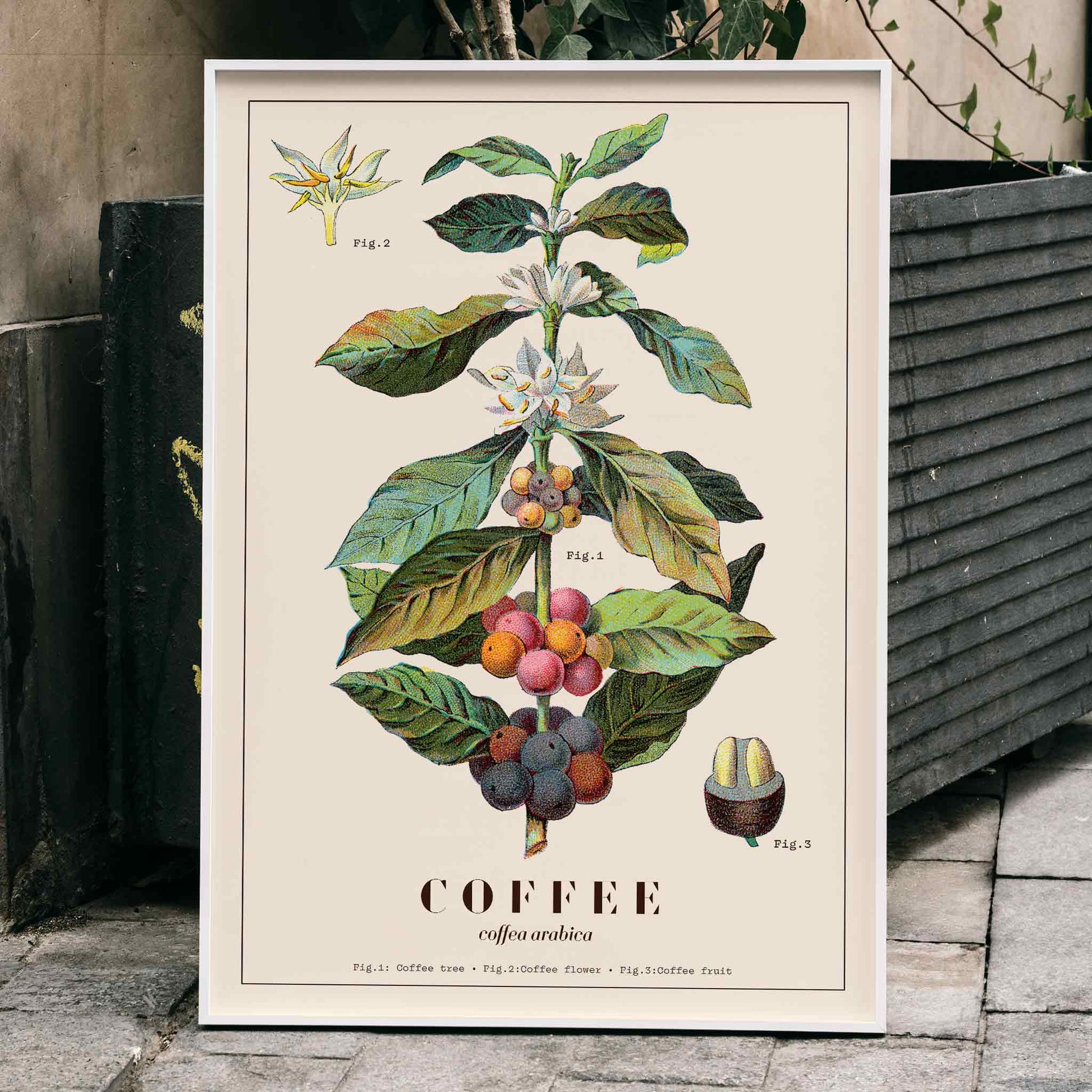 Botanical illustration of Coffea arabica plant with fruits and flowers by Davis Sacker and Perkins, framed and displayed in home decor