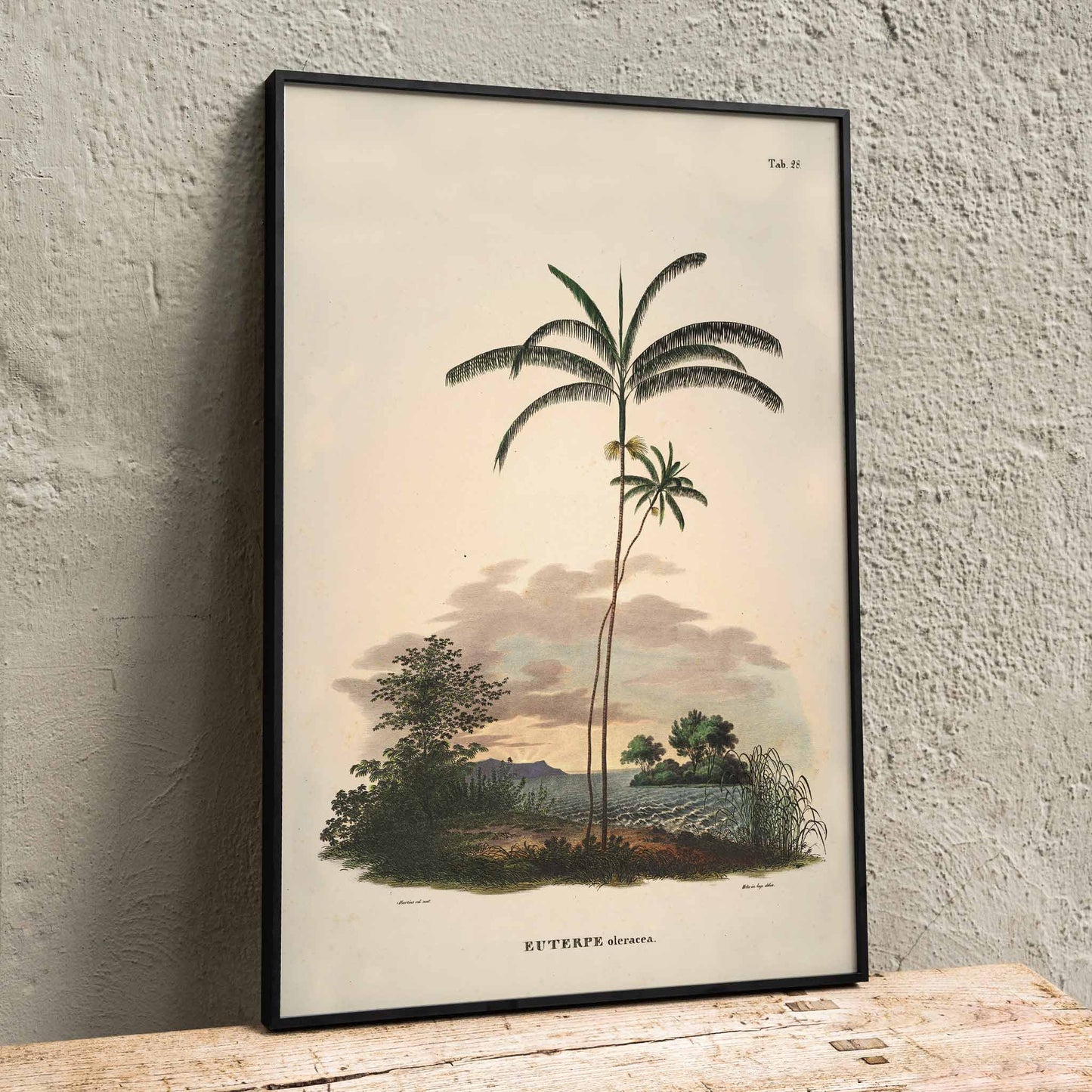 Euterpe oleracea botanical illustration and palm landscape poster by Carl Friedrich Philipp von Martius from Historia Naturalis Palmarum, framed and displayed in home decor