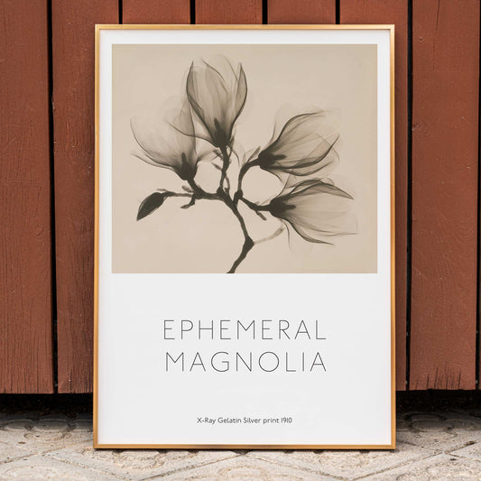 Magnolia branch with four delicate flowers x-ray style fine art print poster illustration, framed and displayed in home decor