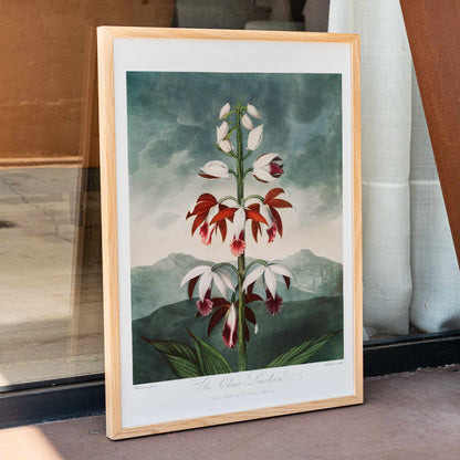 Botanical illustration poster of The Chinese Limodoron by Robert John Thornton from The Temple of Flora featuring a detailed vibrant orchid flower, framed and displayed in home decor