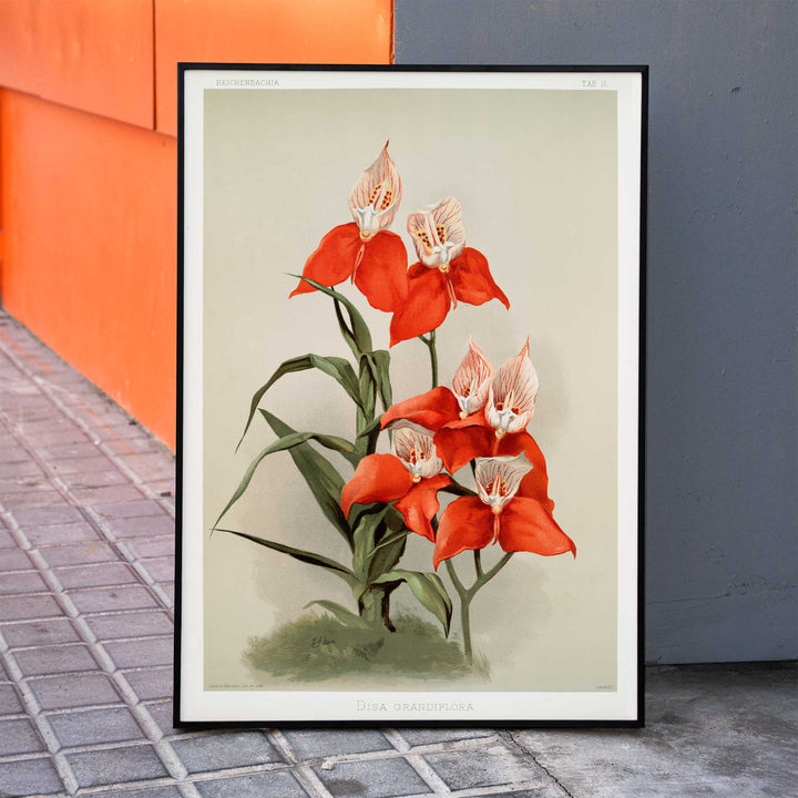 Vivid red Disa grandiflora orchids illustrated by Frederick Sander from Reichenbachia Orchids botanical artwork, framed and displayed in home decor