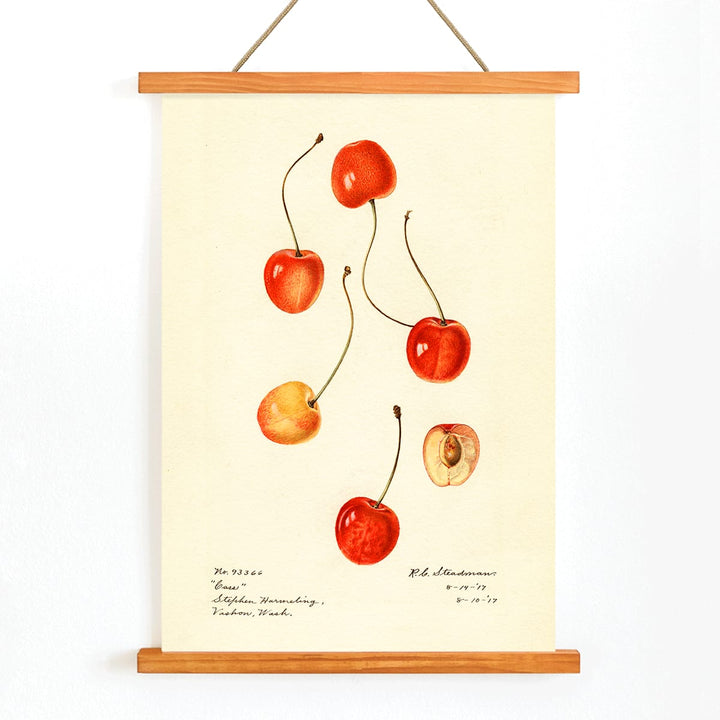 Prunus avium cherry painting by Royal Charles Steadman titled Cass poster featuring cherry illustrations, with wooden magnetic frame on white background