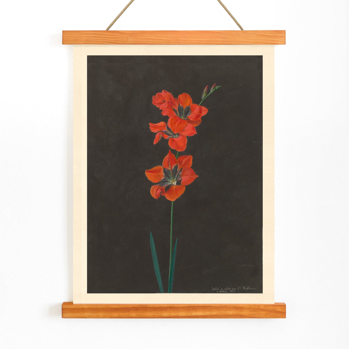 Vibrant red lily flower illustration by F L Hoffmann botanical artwork on dark background wall decor poster, with wooden magnetic frame on white background