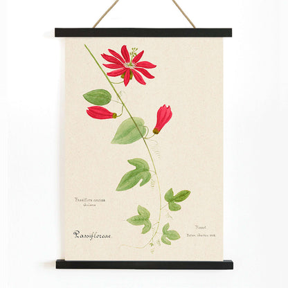 Botanical illustration of Passiflora coccinea red granadilla flower with green leaves and stems by Red Granadilla and Anonymous, with wooden magnetic frame on white background