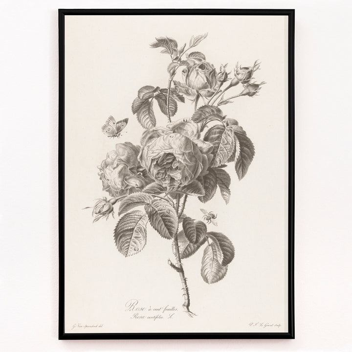 Closeup detail of Botanical illustration of a blooming hundred petaled rose with insects by Pierre Francois Legrand poster