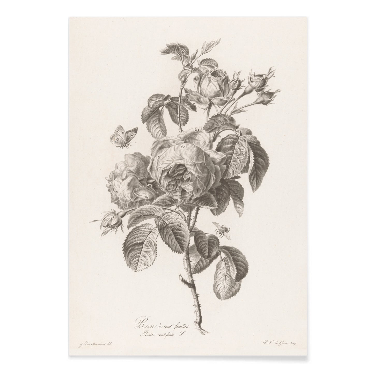 Botanical illustration of a blooming hundred petaled rose with insects by Pierre Francois Legrand poster, with black aluminium frame on white background