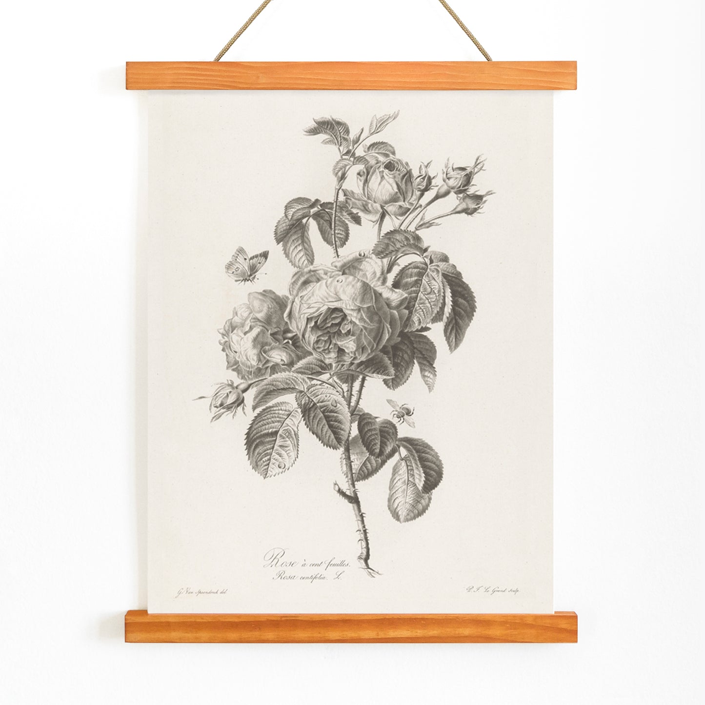 Botanical illustration of a blooming hundred petaled rose with insects by Pierre Francois Legrand poster, with wooden magnetic frame on white background