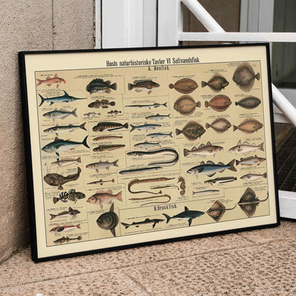 Dr. W. Raschke saltwater fish chart poster with detailed marine species in vintage scientific style and beige tones, framed and displayed in modern living room decor