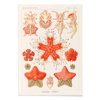 Asteridea illustration lithograph and poster by Adolf Glitsch after Ernst Haeckel showing detailed and colorful starfishes in the Echinodermata phylum, with black aluminium frame on white background