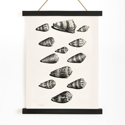 Detailed poster illustration of twelve different snail shells from various species artwork by Jacob de Later, with wooden magnetic frame on white background