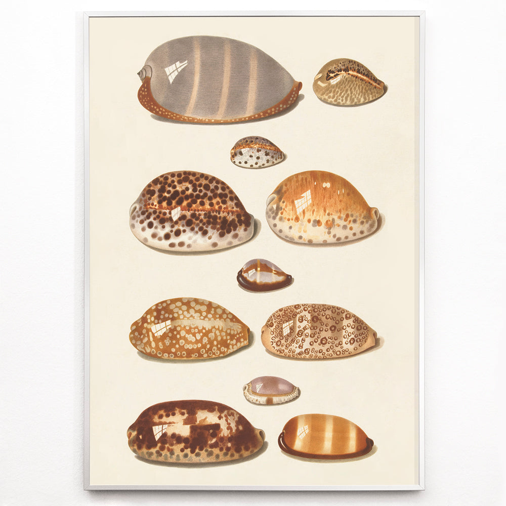 Closeup detail of Illustration and poster of eleven detailed tropical shells artwork by Johann Gustav Hoch