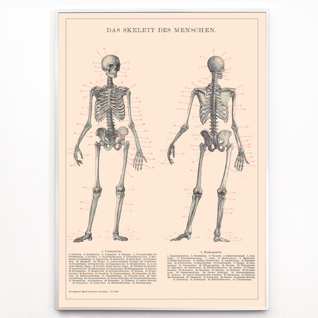 Closeup detail of Detailed anatomical drawing and poster of human skeleton by Institute of Liepzig with labeled bones and scientific details