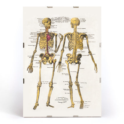Human skeleton diagram and poster with labeled bones and organs by Dr Parker Anatomical plates wall art decor, framed and displayed in modern living room decor