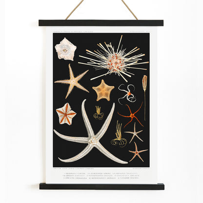 , with wooden magnetic frame on white background