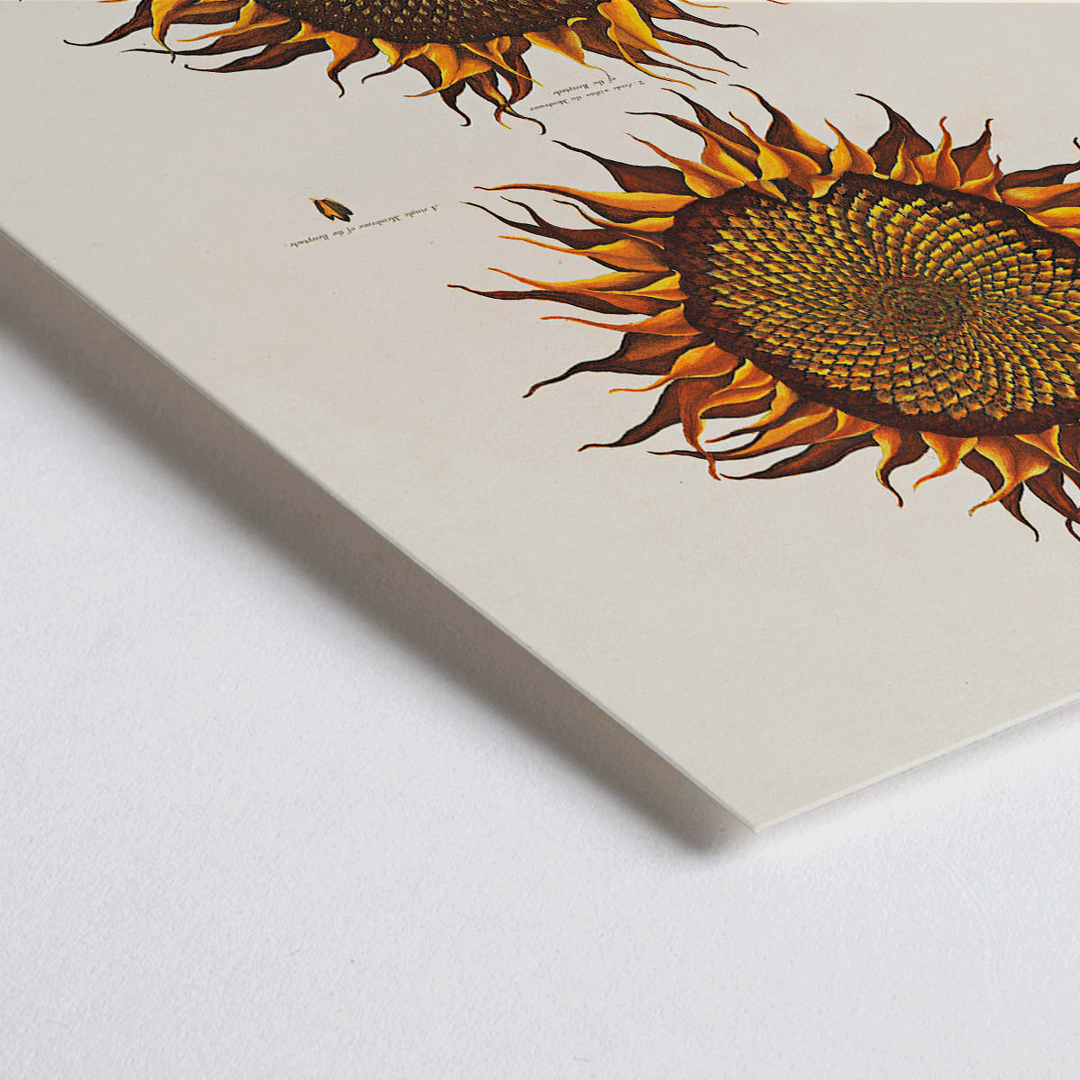 Closeup detail of Botanical illustration of two vibrant orange sunflowers titled Ripe Sunflower by Robert John Thornton