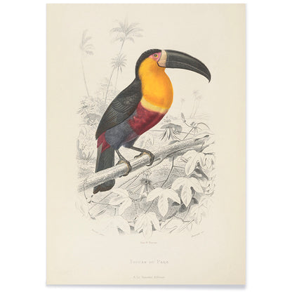 Colorful Toucan du Para perched on a branch poster artwork by Georges Louis Leclerc, with black aluminium frame on white background