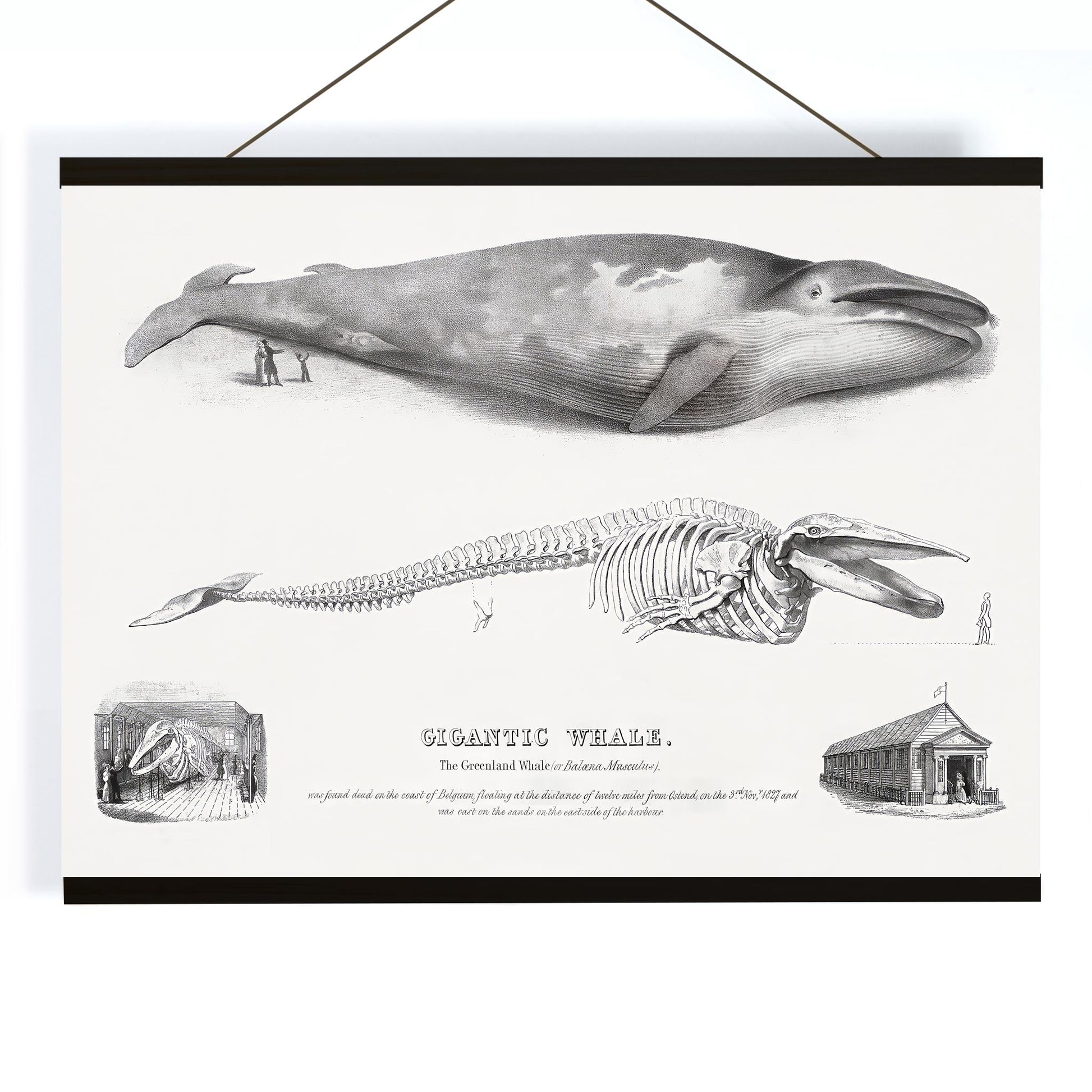 Blue whale and skeleton illustration from Gigantic Whale by George Johann Scharf poster wall decor, with wooden magnetic frame on white background