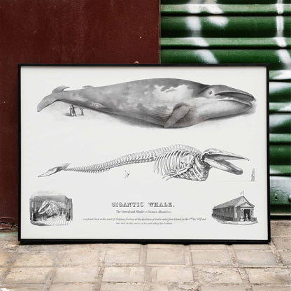Blue whale and skeleton illustration from Gigantic Whale by George Johann Scharf poster wall decor, framed and displayed in home decor